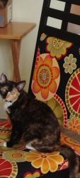 Lost Female Cat last seen Possum Trot/NMB community center, North Myrtle Beach, SC 29582
