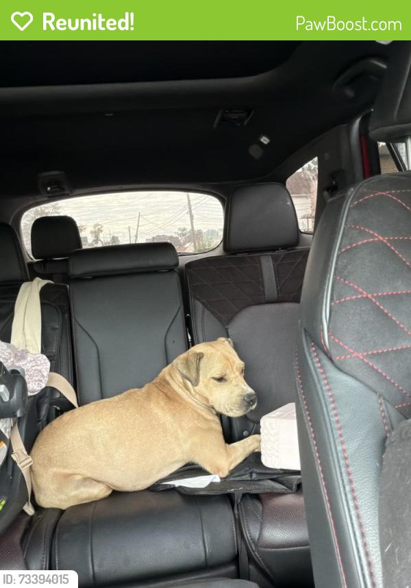 Reunited Male Dog last seen Farmers blvd, Queens, NY 11412