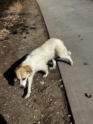 Found/Stray Unknown Dog last seen Where Hardrock rock road turns into entertainment way, Grand Prairie, TX 75050