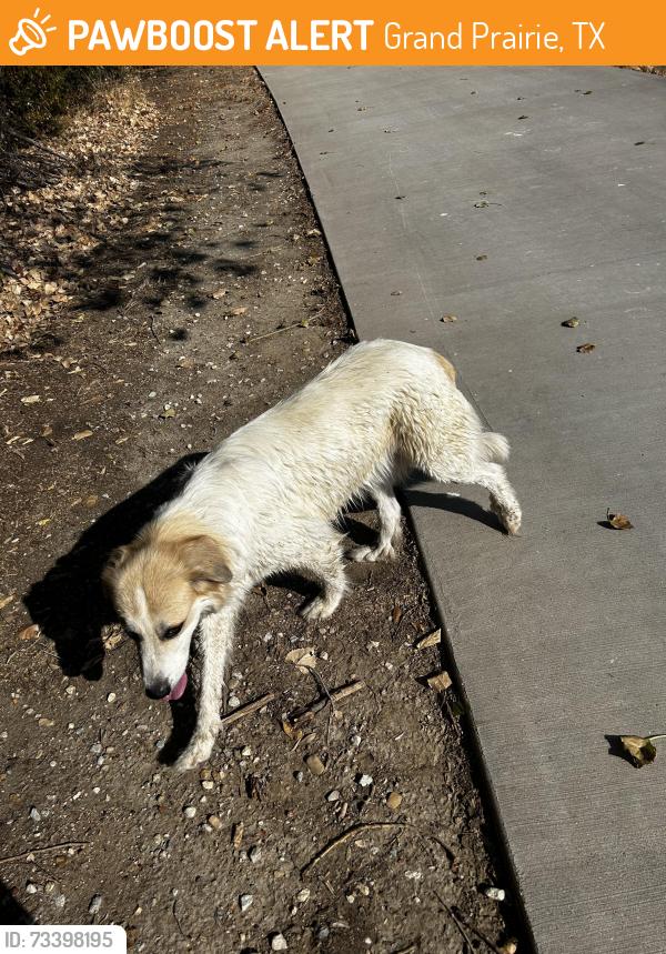 Found/Stray Unknown Dog last seen Where Hardrock rock road turns into entertainment way, Grand Prairie, TX 75050