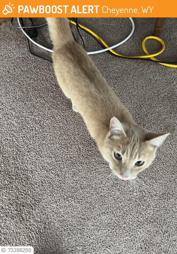 Found/Stray Female Cat last seen Milton, Cheyenne, WY 82001