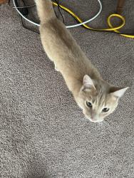 Found/Stray Female Cat last seen Milton, Cheyenne, WY 82001