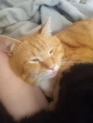 Lost Male Cat last seen Fenwick Street, Rochester, NY 14608