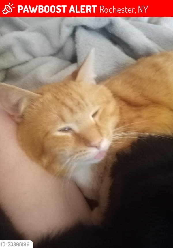 Lost Male Cat last seen Fenwick Street, Rochester, NY 14608