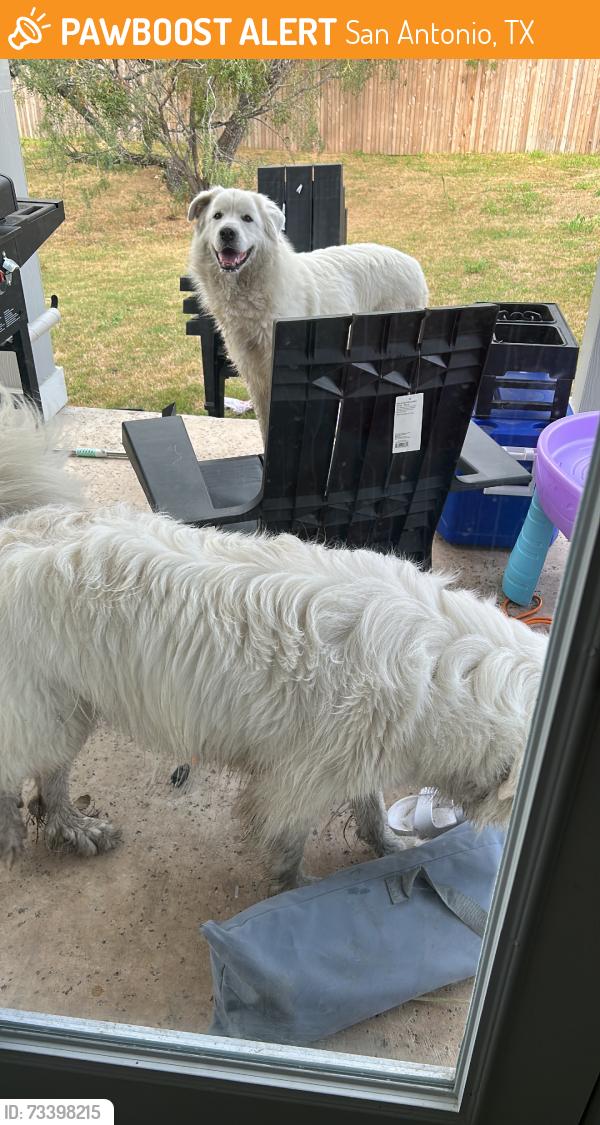 Found/Stray Unknown Dog last seen Marble Falls, San Antonio, TX 78244