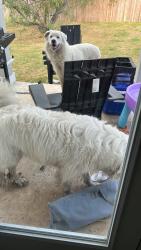 Found/Stray Unknown Dog last seen Marble Falls, San Antonio, TX 78244