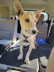 Shelter Stray Male Dog last seen Near BLOCK W GRAND ST, DETROIT, MI, 7401 Chrysler Dr, Detroit, MI 48211, USA