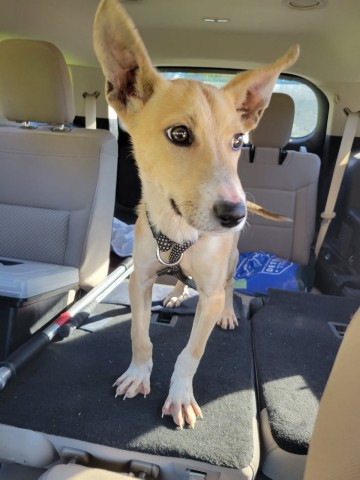 Shelter Stray Male Dog last seen Near BLOCK W GRAND ST, DETROIT, MI, 7401 Chrysler Dr, Detroit, MI 48211, USA