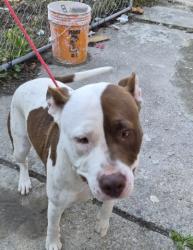 Shelter Stray Female Dog last seen Near BLOCK BRACE ST, DETROIT, MI 48228, 7401 Chrysler Dr, Detroit, MI 48211, USA