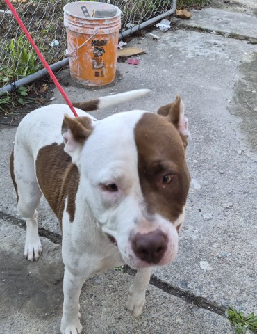 Shelter Stray Female Dog last seen Near BLOCK BRACE ST, DETROIT, MI 48228, 7401 Chrysler Dr, Detroit, MI 48211, USA