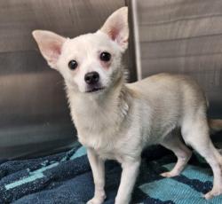 Shelter Stray Male Dog last seen , 3201 Lacy St, Los Angeles, CA 90031, USA