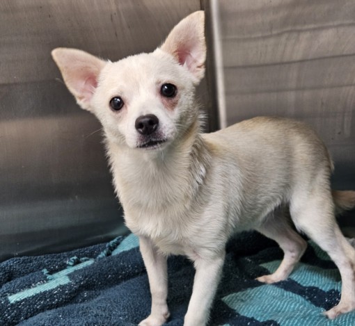 Shelter Stray Male Dog last seen , 3201 Lacy St, Los Angeles, CA 90031, USA