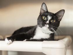Shelter Stray Male Cat last seen Near BLOCK N 42ND AVE, 5501 E Van Buren St, Phoenix, AZ 85008, USA