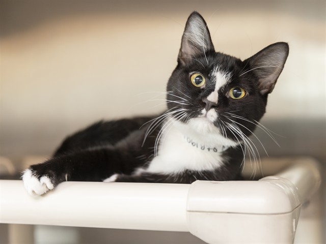 Shelter Stray Male Cat last seen Near BLOCK N 42ND AVE, 5501 E Van Buren St, Phoenix, AZ 85008, USA