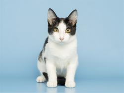 Shelter Stray Female Cat last seen Near BLOCK N 42ND AVE, 5501 E Van Buren St, Phoenix, AZ 85008, USA