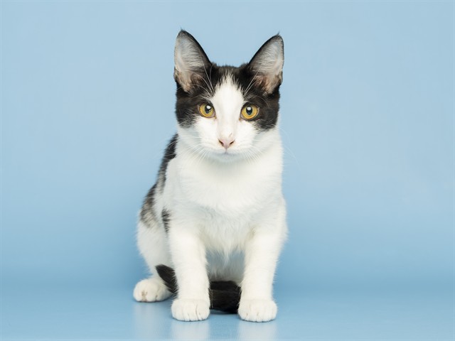 Shelter Stray Female Cat last seen Near BLOCK N 42ND AVE, 5501 E Van Buren St, Phoenix, AZ 85008, USA