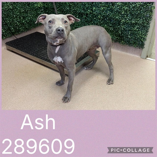 Shelter Stray Female Dog last seen BEACHAM CT, 4214 Fulton Mill Rd, Macon, GA 31216, USA