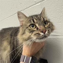 Shelter Stray Female Cat last seen Near, 5001 E Raymond St, Indianapolis, IN 46203, USA