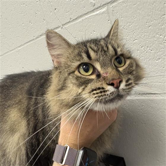 Shelter Stray Female Cat last seen Near, 5001 E Raymond St, Indianapolis, IN 46203, USA