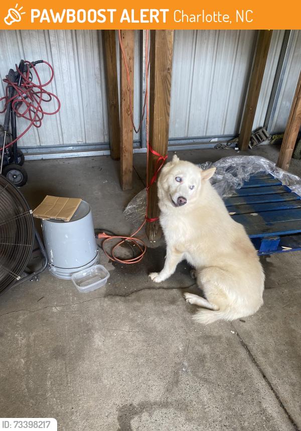 Found/Stray Male Dog last seen Fence yard, Charlotte, NC 28269