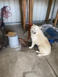 Found/Stray Male Dog last seen Fence yard, Charlotte, NC 28269
