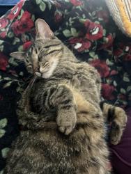 Lost Male Cat last seen Fair oaks and woodlake carol stream, Carol Stream, IL 60188