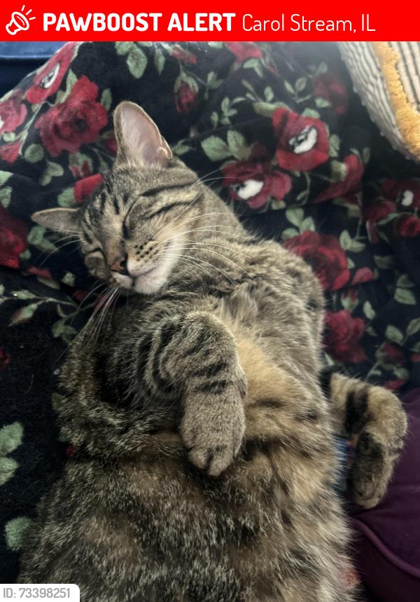 Lost Male Cat last seen Fair oaks and woodlake carol stream, Carol Stream, IL 60188