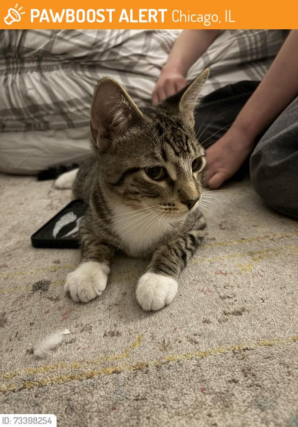 Found/Stray Male Cat last seen By the autozone on kedzie, Chicago, IL 60618
