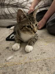 Found/Stray Male Cat last seen By the autozone on kedzie, Chicago, IL 60618