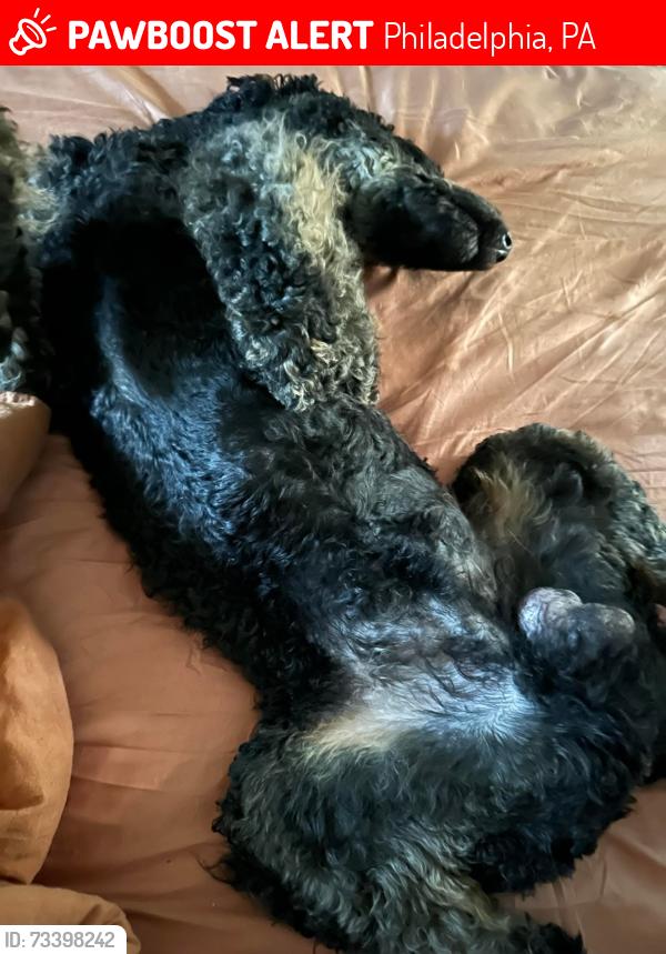 Lost Male Dog last seen Erie Ave Philadelphia, Philadelphia, PA 19140