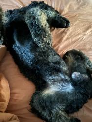 Lost Male Dog last seen Erie Ave Philadelphia, Philadelphia, PA 19140