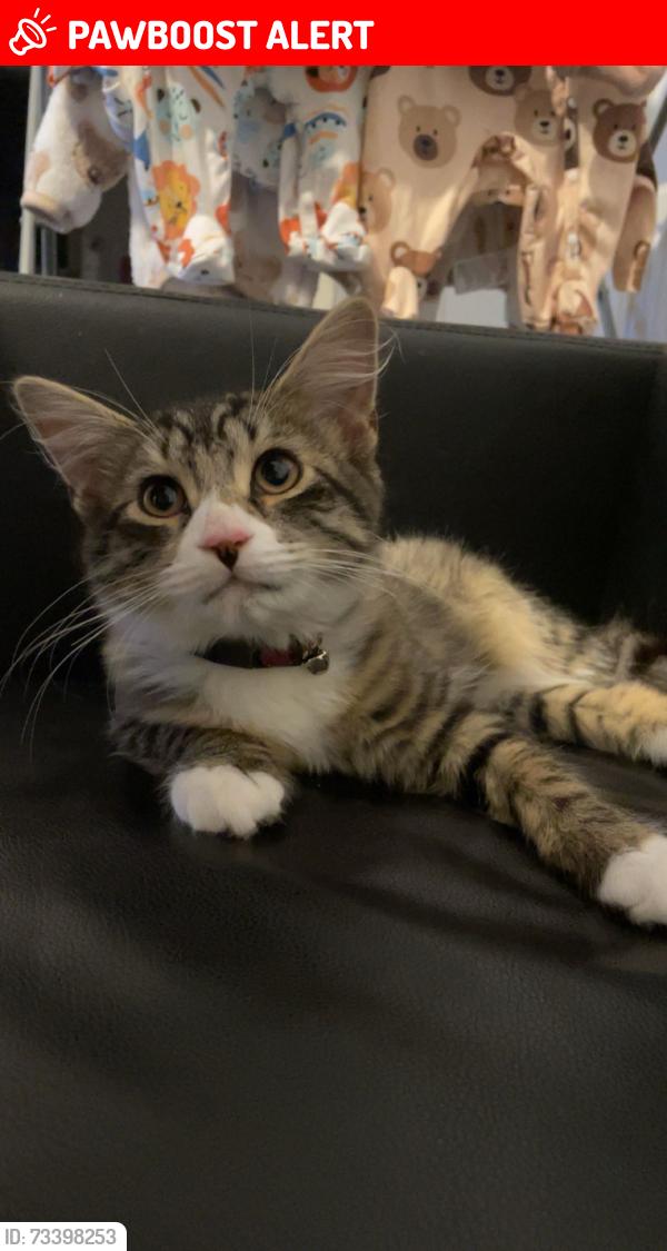Lost Female Cat last seen Tanfield grove, Kingston upon Hull, England HU9 4PP