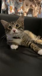 Lost Female Cat last seen Tanfield grove, Kingston upon Hull, England HU9 4PP