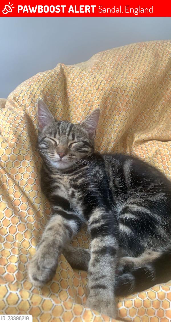 Lost Female Cat last seen Aggbrig, Sandal, England 