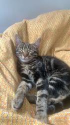 Lost Female Cat last seen Aggbrig, Sandal, England 