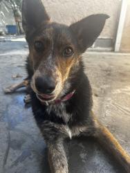 Reunited Female Dog last seen Vermont & 90th street, Los Angeles, CA 90044