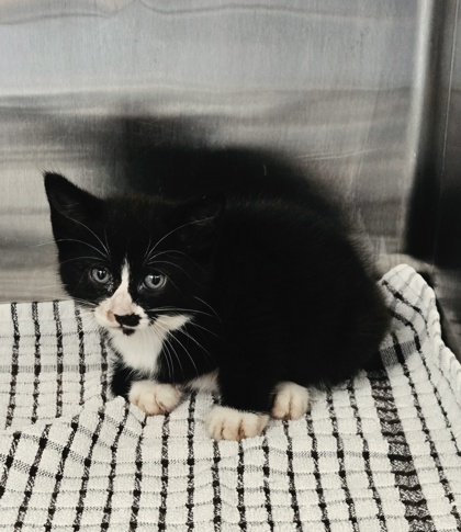 Shelter Stray Female Cat last seen Near N Oak st, IRC AC, FL, 6230 77th St, Vero Beach, FL 32967, USA