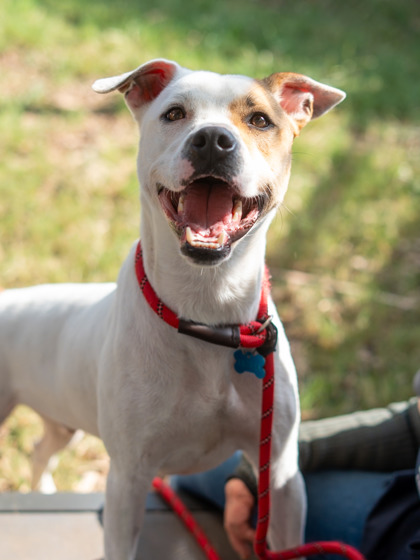 Shelter Stray Male Dog last seen , , GA, 3280 Chamblee Dunwoody Rd, Chamblee, GA 30341, USA
