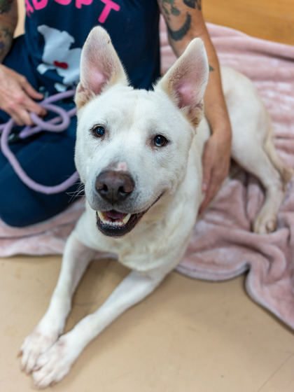 Shelter Stray Female Dog last seen Near Janet Lane, 30035, GA, 3280 Chamblee Dunwoody Rd, Chamblee, GA 30341, USA