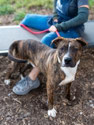Shelter Stray Male Dog last seen Near Beachhill DrDoraville, GA 30340, 30340, GA, 3280 Chamblee Dunwoody Rd, Chamblee, GA 30341, USA