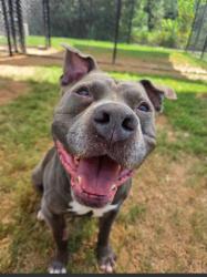 Shelter Stray Male Dog last seen Near hill st, Palmetto, GA, 1251 Fulton Industrial Blvd NW, Atlanta, GA 30336, USA