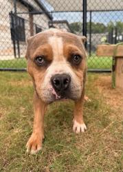 Shelter Stray Male Dog last seen Near Regent st sw, Atlanta, GA, 1251 Fulton Industrial Blvd NW, Atlanta, GA 30336, USA