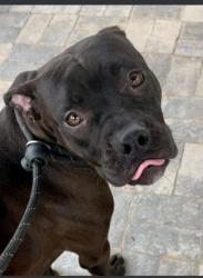 Shelter Stray Female Dog last seen Near Martin Luther King Jr Dr SW, Fulton County, GA, 1251 Fulton Industrial Blvd NW, Atlanta, GA 30336, USA