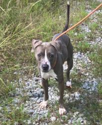 Shelter Stray Female Dog last seen 1226-1238 Cleveland Ave, East Point, GA, 1251 Fulton Industrial Blvd NW, Atlanta, GA 30336, USA