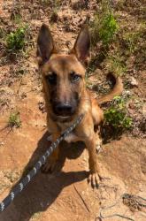 Shelter Stray Male Dog last seen Near Knox drive, Atlanta, GA, 1251 Fulton Industrial Blvd NW, Atlanta, GA 30336, USA
