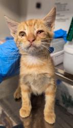 Shelter Stray Male Cat last seen E Illinois Ave & N 7th St, Fresno Zone Fresno CO 2 93702, CA, 1510 W Dan Ronquillo Dr, Fresno, CA 93706, USA