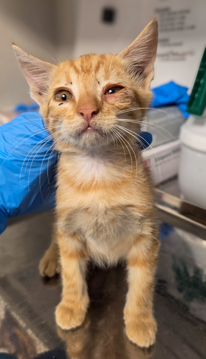 Shelter Stray Male Cat last seen E Illinois Ave & N 7th St, Fresno Zone Fresno CO 2 93702, CA, 1510 W Dan Ronquillo Dr, Fresno, CA 93706, USA