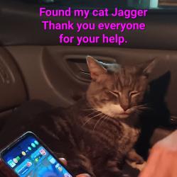 Reunited Male Cat last seen Near Akeen Court, Kent, WA 98030
