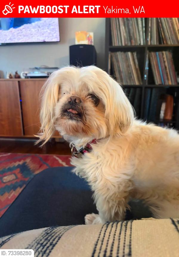 Lost Female Dog last seen 62nd Ave and Walnut, Yakima, WA 98908