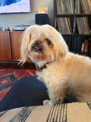 Lost Female Dog last seen 62nd Ave and Walnut, Yakima, WA 98908